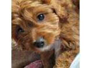 Cavapoo Puppy for sale in Spartanburg, SC, USA