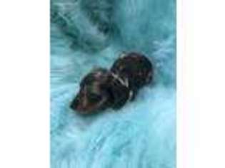 Dachshund Puppy for sale in Live Oak, FL, USA