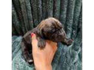 Great Dane Puppy for sale in Murrieta, CA, USA