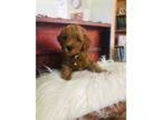 Goldendoodle Puppy for sale in Kaysville, UT, USA