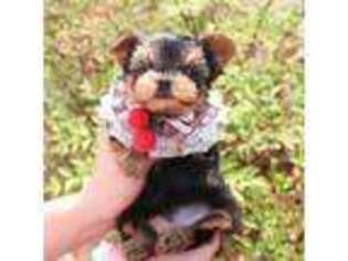 Yorkshire Terrier Puppy for sale in Port Saint Lucie, FL, USA