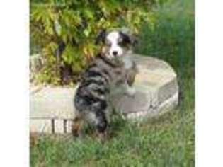 Miniature Australian Shepherd Puppy for sale in Paxico, KS, USA