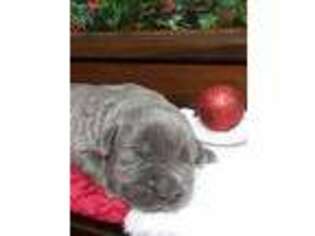 Cane Corso Puppy for sale in Ashley, IN, USA