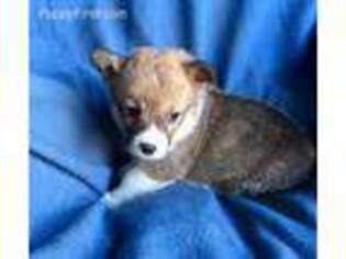 Pembroke Welsh Corgi Puppy for sale in Sardinia, OH, USA