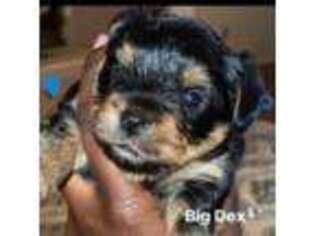 Yorkshire Terrier Puppy for sale in Beatrice, AL, USA