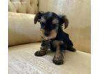 Yorkshire Terrier Puppy for sale in Milford, DE, USA