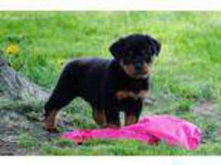 Rottweiler Puppy for sale in Strasburg, PA, USA