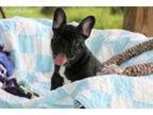French Bulldog Puppy for sale in Kingsland, GA, USA