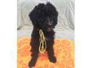 Labradoodle Puppy for sale in Farmersville, OH, USA