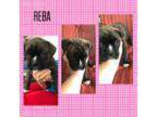 Boxer Puppy for sale in Arcadia, FL, USA