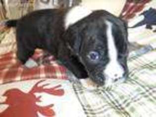 Boxer Puppy for sale in Everett, PA, USA