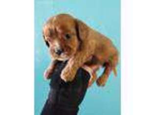 Cavapoo Puppy for sale in Morrison, TN, USA