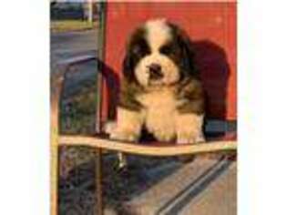Saint Bernard Puppy for sale in Bicknell, IN, USA