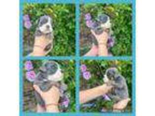 Bulldog Puppy for sale in Jeffersonville, KY, USA