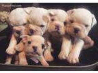 Bulldog Puppy for sale in Lebanon, IN, USA