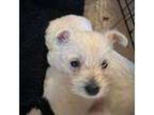 West Highland White Terrier Puppy for sale in Punta Gorda, FL, USA