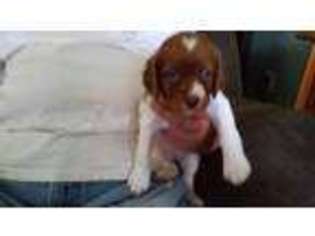 Brittany Puppy for sale in Marietta, GA, USA