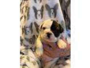 French Bulldog Puppy for sale in Ghent, MN, USA