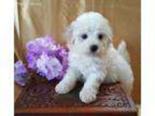 Bichon Frise Puppy for sale in Biloxi, MS, USA