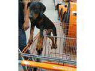 Doberman Pinscher Puppy for sale in Fort Worth, TX, USA