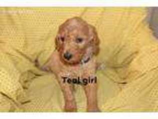 Goldendoodle Puppy for sale in Austin, TX, USA