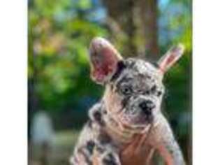 French Bulldog Puppy for sale in Summerfield, NC, USA