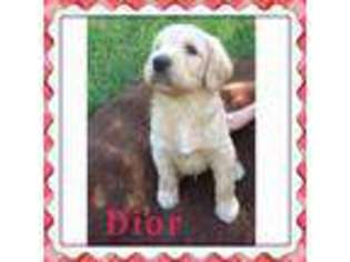 Labradoodle Puppy for sale in Lockhart, TX, USA