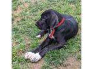 Great Dane Puppy for sale in Jetersville, VA, USA