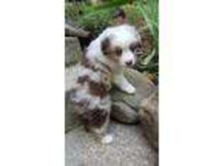 Miniature Australian Shepherd Puppy for sale in Ringgold, GA, USA