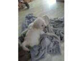 Goldendoodle Puppy for sale in Dundee, OR, USA