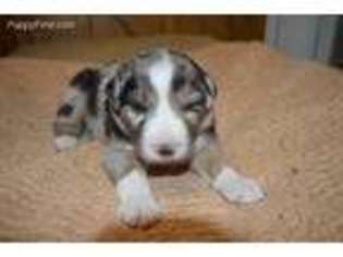 Australian Shepherd Puppy for sale in Henderson, NC, USA