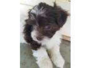 Havanese Puppy for sale in Hickory Grove, SC, USA