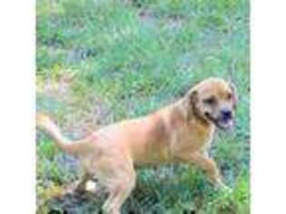 Puggle Puppy for sale in Salt Lake City, UT, USA