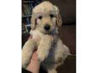 Goldendoodle Puppy for sale in Aurora, CO, USA