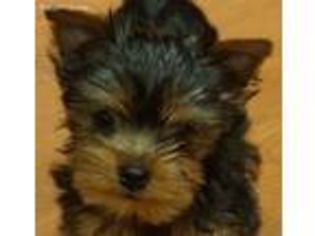 Yorkshire Terrier Puppy for sale in Forest Grove, OR, USA