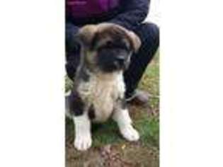 Akita Puppy for sale in Boaz, AL, USA