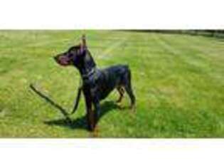 Doberman Pinscher Puppy for sale in Monticello, NY, USA