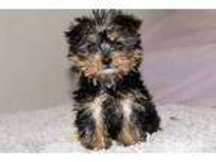 Yorkshire Terrier Puppy for sale in Salisbury, NC, USA