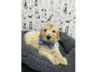 Goldendoodle Puppy for sale in Altus, AR, USA