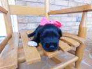 Mutt Puppy for sale in Newton, NC, USA