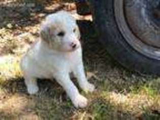 Labradoodle Puppy for sale in Saint Peters, MO, USA