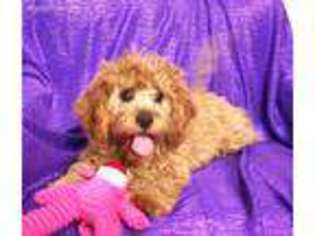 Cavapoo Puppy for sale in Bettendorf, IA, USA
