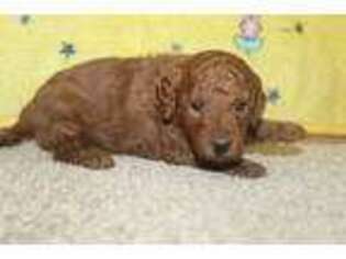 Goldendoodle Puppy for sale in Fresno, OH, USA