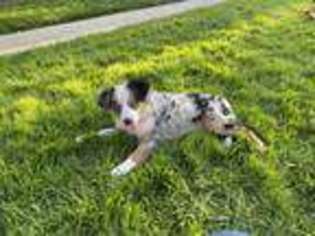 Miniature Australian Shepherd Puppy for sale in Visalia, CA, USA