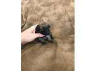 Mutt Puppy for sale in Hereford, AZ, USA