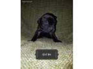 Medium Photo #1 American Bandogge Puppy For Sale in Seneca, IL, USA