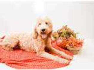 Goldendoodle Puppy for sale in Wilson, NC, USA
