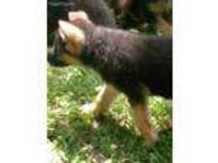 German Shepherd Dog Puppy for sale in Fulton, MO, USA