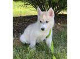Siberian Husky Puppy for sale in Chesterfield, VA, USA
