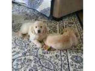 Mutt Puppy for sale in Howell, MI, USA
